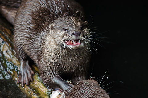 Oriental small-clawed otter in feeding frenzy, Epe Zoo  Aonyx cinerea,Epe,Europe,Geotagged,Netherlands,Oriental small-clawed otter,The Netherlands,Wissel