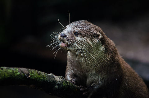 Oriental small-clawed otter awaiting feeding time, Epe Zoo  Aonyx cinerea,Epe,Europe,Geotagged,Netherlands,Oriental small-clawed otter,The Netherlands,Wissel