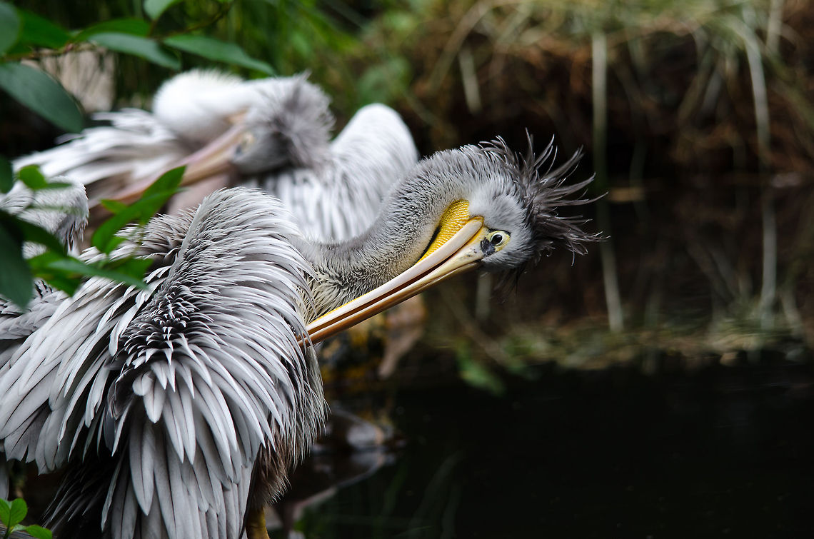 Pink-backed Pelican grooming, Epe Zoo  Epe,Europe,Geotagged,Netherlands,Pelecanus rufescens,Pink-backed Pelican,The Netherlands,Wissel