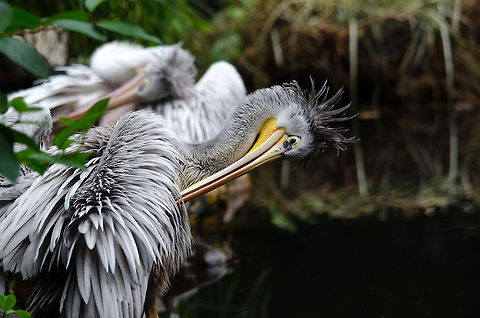 Pink-backed Pelican grooming, Epe Zoo  Epe,Europe,Geotagged,Netherlands,Pelecanus rufescens,Pink-backed Pelican,The Netherlands,Wissel
