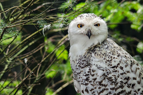 Snowy Owl, Epe Zoo I had a lot of better shots than this, but in all of them, that little branch hovering above its head was blocking the view. Bubo scandiacus,Epe,Europe,Geotagged,Netherlands,Snowy Owl,The Netherlands,Wissel