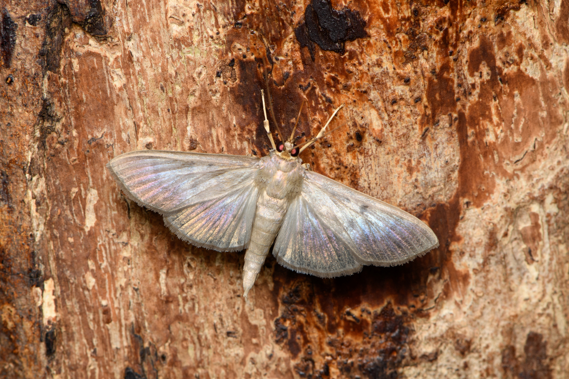 Poliobotys ablactalis, Cat Tien National Park, Vietnam  Asia,Cat Tien National Park,Dong Nai,Geotagged,Pearl Grey Moth,Poliobotys ablactalis,Spring,Vietnam,Vietnam 2025,Đồng Nai