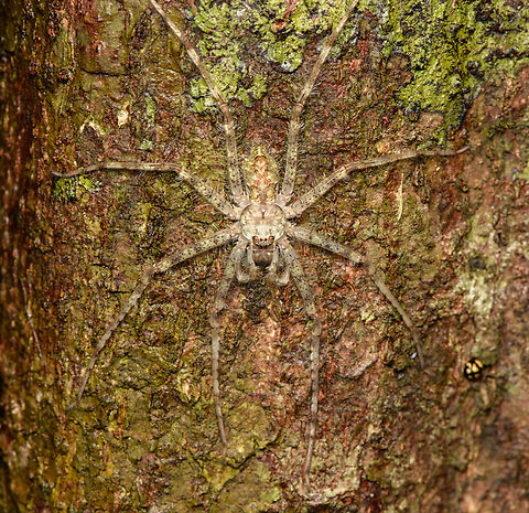 Lichen Huntsman, Cat Tien National Park, Vietnam Genus Pandercetes. Asia,Cat Tien National Park,Dong Nai,Geotagged,Spring,Vietnam,Vietnam 2025,Đồng Nai