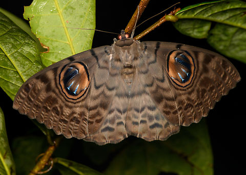 Erebus macrops, Cat Tien National Park, Vietnam  Asia,Cat Tien National Park,Dong Nai,Erebus macrops,Geotagged,Indian Owl Moth,Spring,Vietnam,Vietnam 2025,Đồng Nai