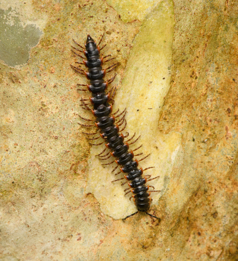 Orthomorpha rotundicollis, Cat Tien National Park, Vietnam  Asia,Cat Tien National Park,Dong Nai,Geotagged,Orthomorpha rotundicollis,Spring,Vietnam,Vietnam 2025,Đồng Nai