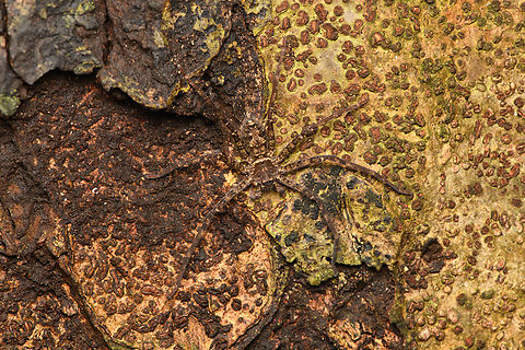 Camouflaged Huntsman Spider, Cat Tien National Park, Vietnam  Asia,Cat Tien National Park,Dong Nai,Geotagged,Spring,Vietnam,Vietnam 2025,Đồng Nai