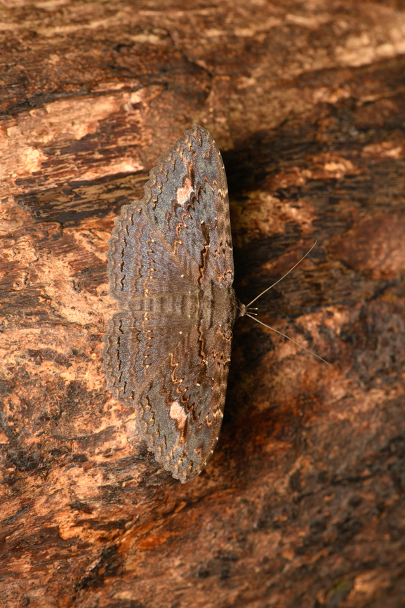 Anisoneura sp., Cat Tien National Park, Vietnam  Asia,Cat Tien National Park,Dong Nai,Geotagged,Spring,Vietnam,Vietnam 2025,Đồng Nai
