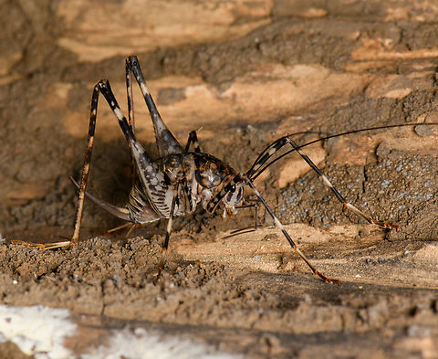 Japanese Camel Cricket, Cat Tien National Park, Vietnam  Asia,Cat Tien National Park,Diestrammena japanica,Dong Nai,Geotagged,Spring,Vietnam,Vietnam 2025,Đồng Nai
