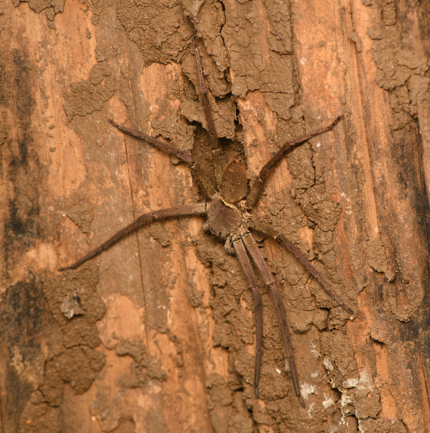 Pantropical Huntsman Spider, Cat Tien National Park, Vietnam  Asia,Cat Tien National Park,Dong Nai,Geotagged,Heteropoda venatoria,Pantropical Huntsman Spider,Spring,Vietnam,Vietnam 2025,Đồng Nai