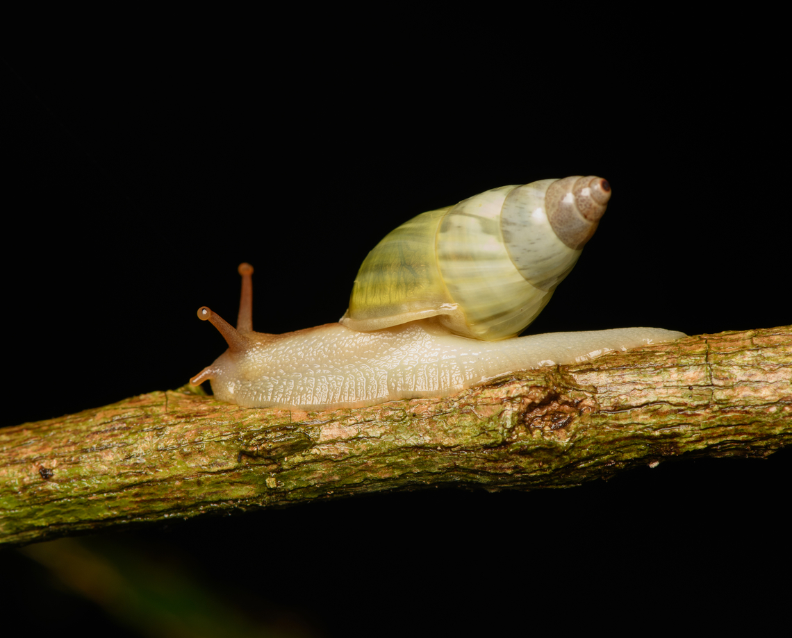 Amphidromus baolocensis, Cat Tien National Park, Vietnam  Amphidromus baolocensis,Asia,Cat Tien National Park,Dong Nai,Geotagged,Spring,Vietnam,Vietnam 2025,Đồng Nai