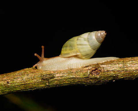 Amphidromus baolocensis