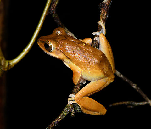 Spot-legged Tree Frog, Cat Tien National Park, Vietnam  Asia,Cat Tien National Park,Dong Nai,Geotagged,Polypedates megacephalus,Spot-legged Tree Frog,Spring,Vietnam,Vietnam 2025,Đồng Nai