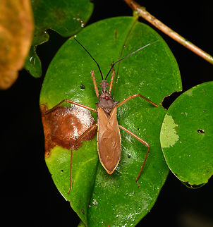 Assassin bug, Cat Tien National Park, Vietnam  Asia,Cat Tien National Park,Dong Nai,Geotagged,Spring,Vietnam,Vietnam 2025,Đồng Nai