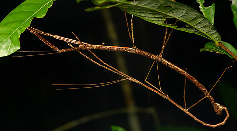 Stick insects mating, Cat Tien National Park, Vietnam Very large, struggled to get it into the frame. Asia,Cat Tien National Park,Dong Nai,Geotagged,Spring,Vietnam,Vietnam 2025,Đồng Nai