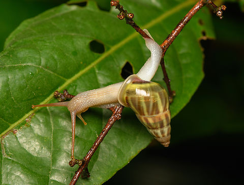 Amphidromus baolocensis, Cat Tien National Park, Vietnam  Amphidromus baolocensis,Asia,Cat Tien National Park,Dong Nai,Geotagged,Spring,Vietnam,Vietnam 2025,Đồng Nai
