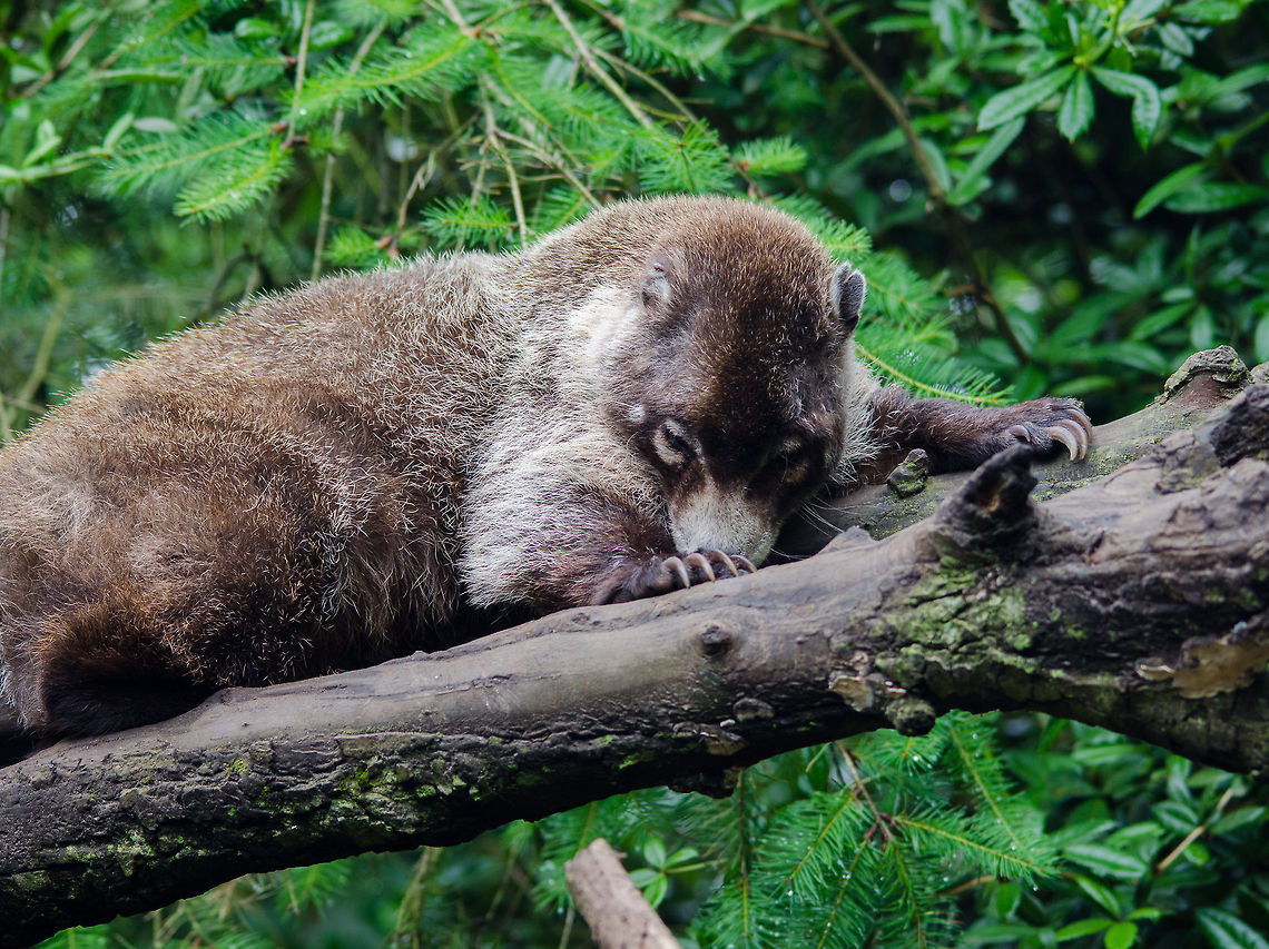 Palawan bearcat resting, Epe Zoo These are nocturnal mammals that sleep during the day, as you can see. Arctictis binturong,Binturong,Epe,Europe,Geotagged,Netherlands,The Netherlands,Wissel