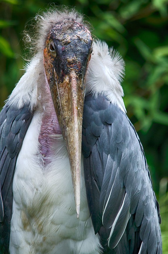 Marabou Stork portrait, Epe Zoo Nature&#039;s finest is very willing to pose.  Epe,Europe,Geotagged,Leptoptilos crumeniferus,Marabou Stork,Netherlands,The Netherlands,Wissel