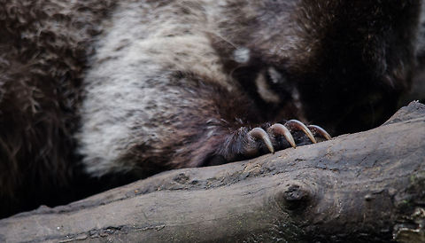 Closeup of Palawan bearcat claws, Epe Zoo These mammals are tree-dwelling omnivores that hunt at night. It is one of few carnivore species in the world that use their tail for support. Arctictis binturong,Binturong,Epe,Europe,Geotagged,Netherlands,The Netherlands,Wissel