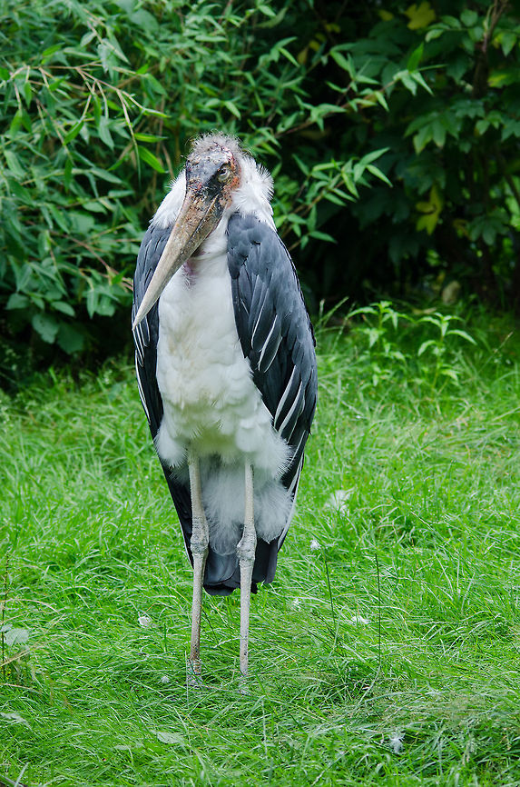 Marabou Stork, Epe Zoo  Epe,Europe,Geotagged,Leptoptilos crumeniferus,Marabou Stork,Netherlands,The Netherlands,Wissel