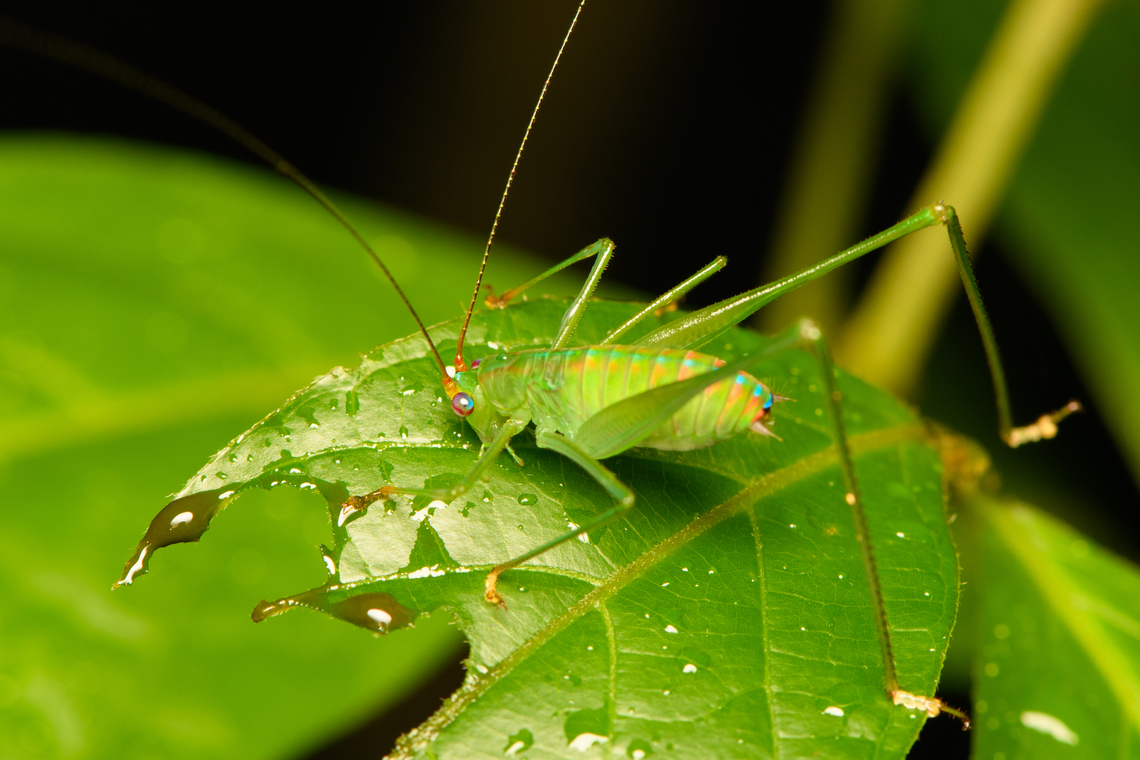 Katydid, Cat Tien National Park, Vietnam Probably a juvenile. Asia,Cat Tien National Park,Dong Nai,Geotagged,Spring,Vietnam,Vietnam 2025,Đồng Nai