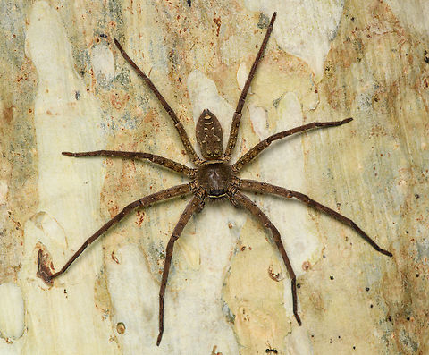 Heteropoda venatoria, Cat Tien National Park, Vietnam  Asia,Cat Tien National Park,Dong Nai,Geotagged,Heteropoda venatoria,Pantropical Huntsman Spider,Spring,Vietnam,Vietnam 2025,Đồng Nai