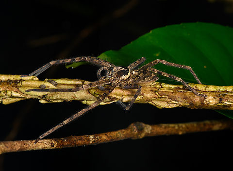 Pantropical Huntsman Spider, Cat Tien National Park, Vietnam  Asia,Cat Tien National Park,Dong Nai,Geotagged,Heteropoda venatoria,Pantropical Huntsman Spider,Spring,Vietnam,Vietnam 2025,Đồng Nai