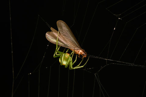 Gnathopalystes sp., Cat Tien National Park, Vietnam Pretty strong visual match with Gnathopalystes taiwanensis but no recording data in Vietnam. Asia,Cat Tien National Park,Dong Nai,Geotagged,Spring,Vietnam,Vietnam 2025,Đồng Nai