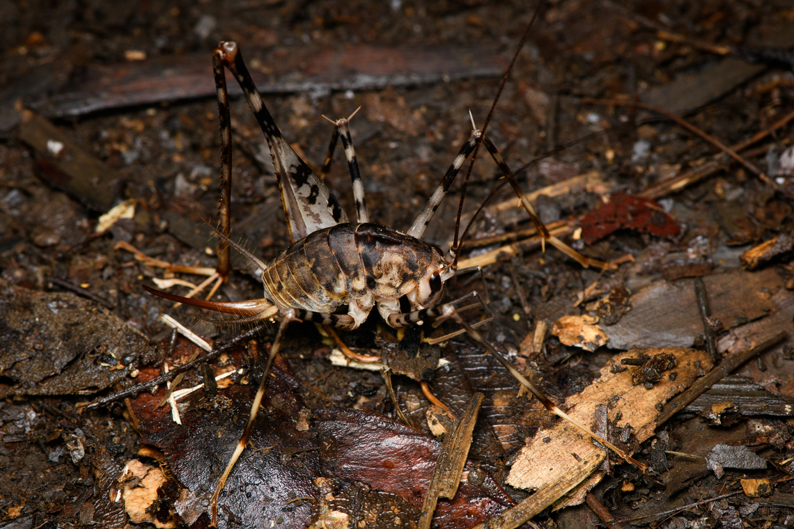 Japanese Camel Cricket, Cat Tien National Park, Vietnam  Asia,Cat Tien National Park,Diestrammena japanica,Dong Nai,Geotagged,Japanese Camel Cricket,Spring,Vietnam,Vietnam 2025,Đồng Nai