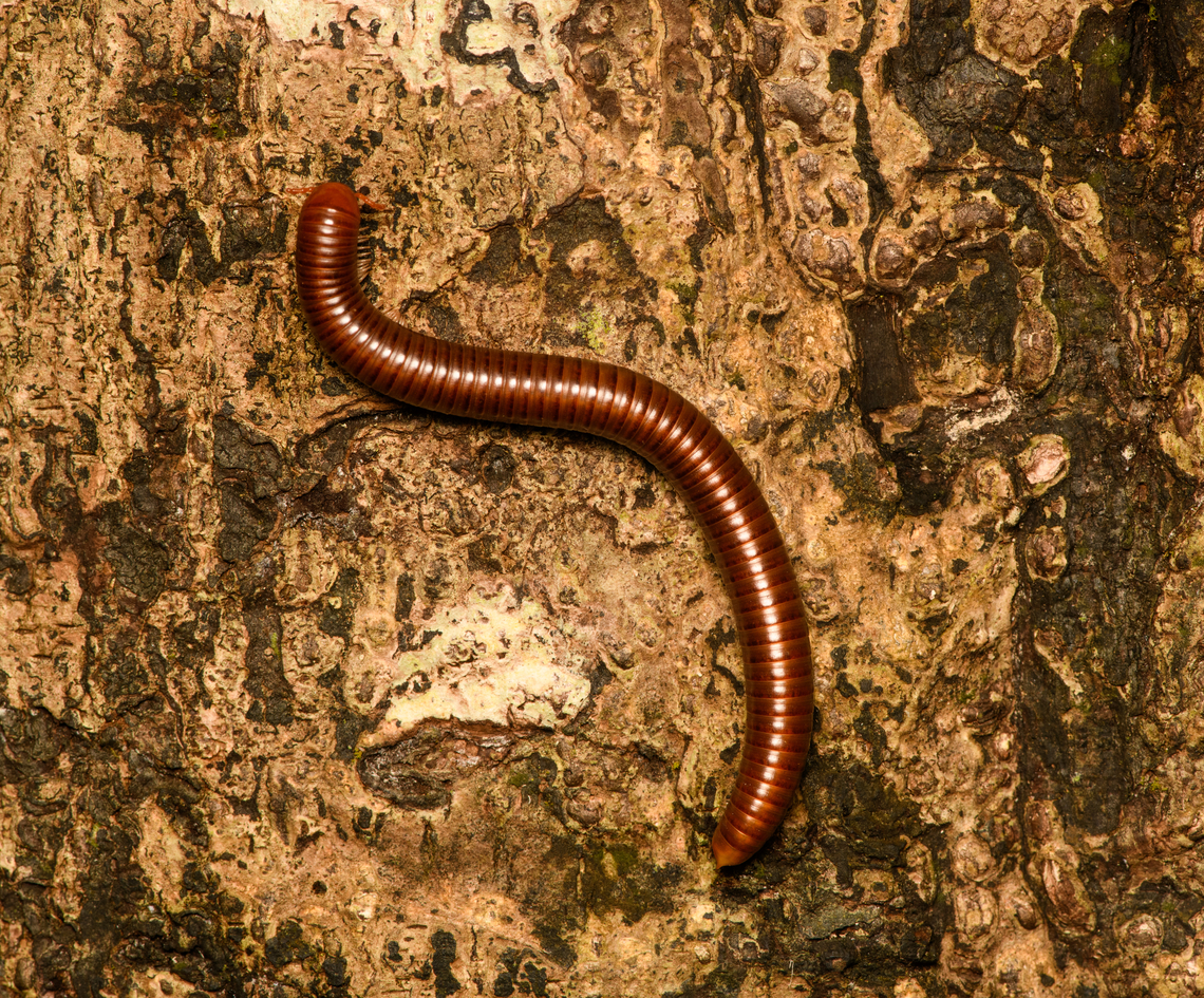 Thyropygus allevatus, Cat Tien National Park, Vietnam  Asia,Cat Tien National Park,Dong Nai,Geotagged,Siamese Pointy-tailed millipede,Spring,Thyropygus allevatus,Vietnam,Vietnam 2025,Đồng Nai