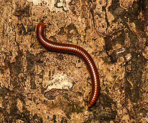 Thyropygus allevatus, Cat Tien National Park, Vietnam  Asia,Cat Tien National Park,Dong Nai,Geotagged,Siamese Pointy-tailed millipede,Spring,Thyropygus allevatus,Vietnam,Vietnam 2025,Đồng Nai