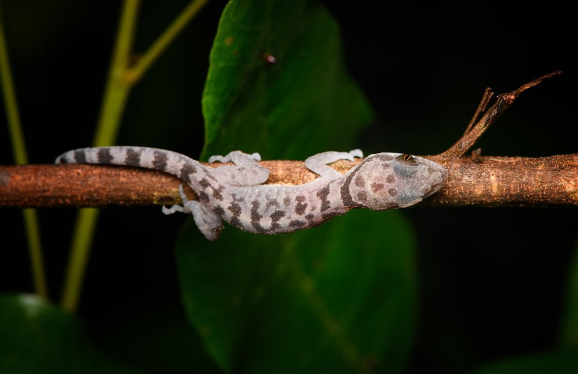 Cattien Bent-toed Gecko, Cat Tien National Park, Vietnam  Asia,Cat Tien National Park,Cyrtodactylus cattienensis,Dong Nai,Geotagged,Spring,Vietnam,Vietnam 2025,Đồng Nai