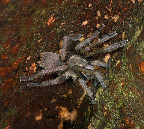Chilobrachys dyscolus, Cat Tien National Park, Vietnam  Asia,Cat Tien National Park,Chilobrachys dyscolus,Dong Nai,Geotagged,Spring,Vietnam,Vietnam 2025,Đồng Nai