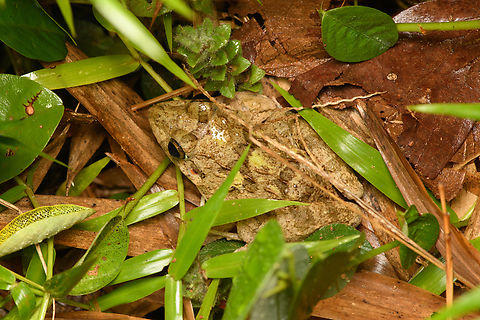 Paddy Field Frog, Cat Tien National Park, Vietnam  Asia,Cat Tien National Park,Dong Nai,Fejervarya limnocharis,Geotagged,Paddy Field Frog,Spring,Vietnam,Vietnam 2025,Đồng Nai