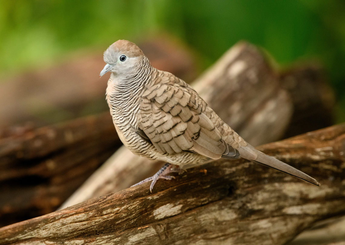 Zebra Dove, Cat Tien National Park, Vietnam  Asia,Cat Tien National Park,Dong Nai,Geopelia striata,Geotagged,Spring,Vietnam,Vietnam 2025,Zebra Dove,Đồng Nai