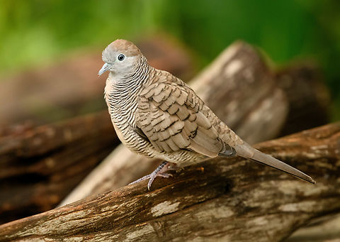 Zebra Dove, Cat Tien National Park, Vietnam  Asia,Cat Tien National Park,Dong Nai,Geopelia striata,Geotagged,Spring,Vietnam,Vietnam 2025,Zebra Dove,Đồng Nai