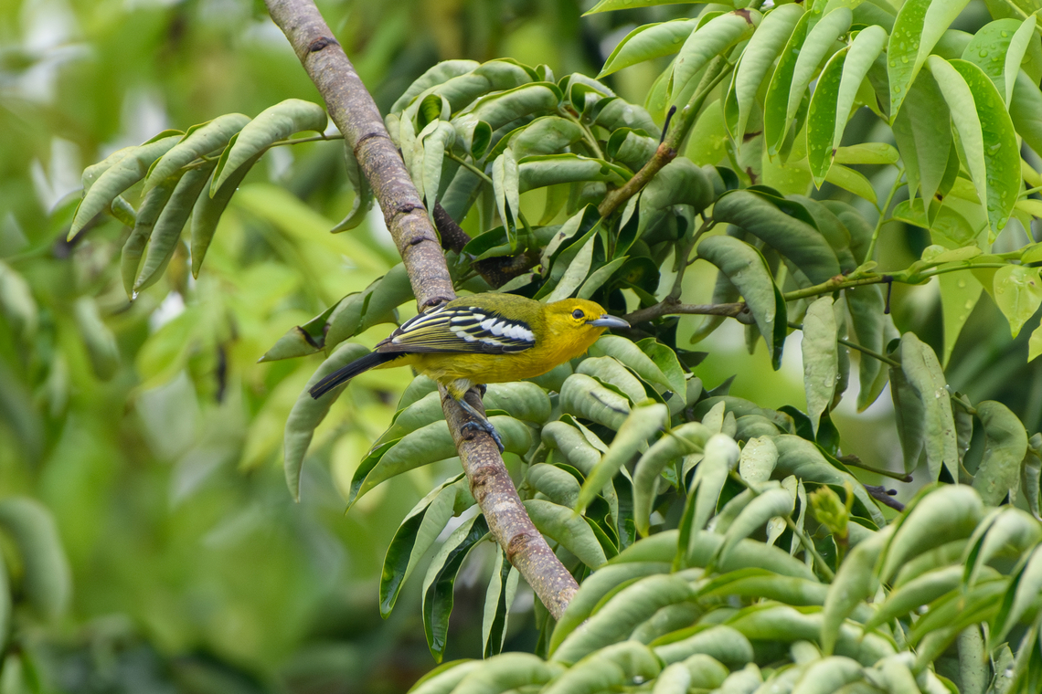 Common Iora, Cat Tien National Park, Vietnam  Aegithina tiphia,Asia,Cat Tien National Park,Common Iora,Dong Nai,Geotagged,Spring,Vietnam,Vietnam 2025,Đồng Nai