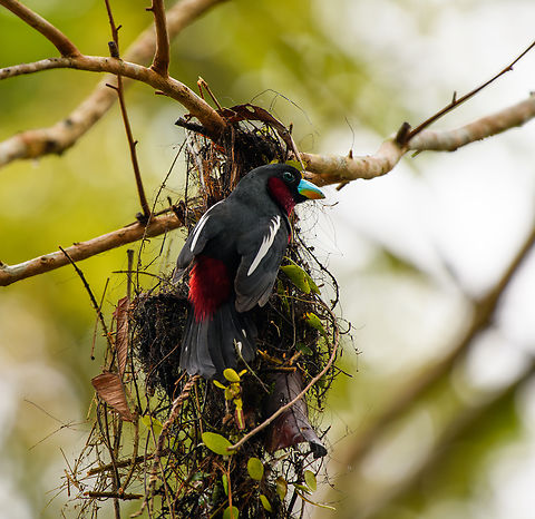 Black-and-red Broadbill tending to nest, Cat Tien National Park, Vietnam  Asia,Black-and-red Broadbill,Cat Tien National Park,Cymbirhynchus macrorhynchos,Dong Nai,Geotagged,Spring,Vietnam,Vietnam 2025,Đồng Nai