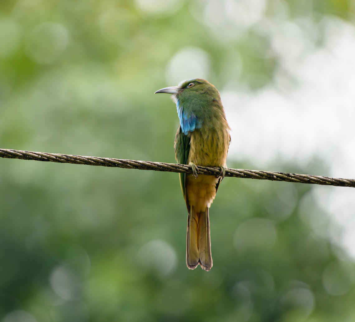 Blue-bearded Bee-Eater, Cat Tien National Park, Vietnam  Asia,Blue-bearded Bee-Eater,Cat Tien National Park,Dong Nai,Geotagged,Nyctyornis athertoni,Spring,Vietnam,Vietnam 2025,Đồng Nai