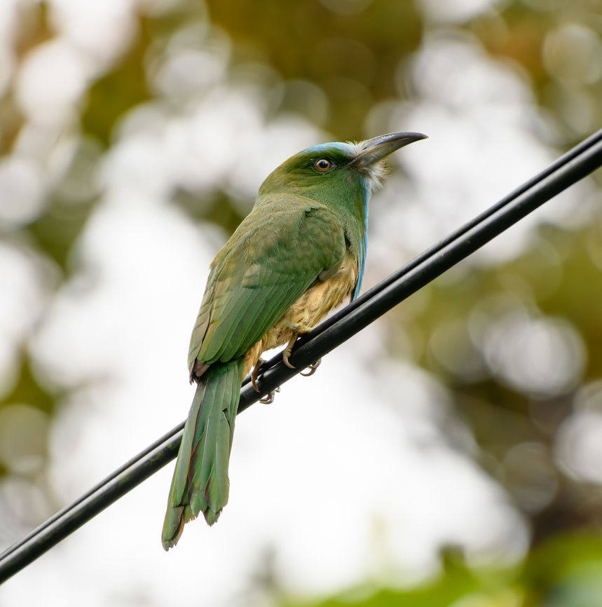 Blue-bearded Bee-Eater, Cat Tien National Park, Vietnam  Asia,Blue-bearded Bee-Eater,Cat Tien National Park,Dong Nai,Geotagged,Nyctyornis athertoni,Spring,Vietnam,Vietnam 2025,Đồng Nai
