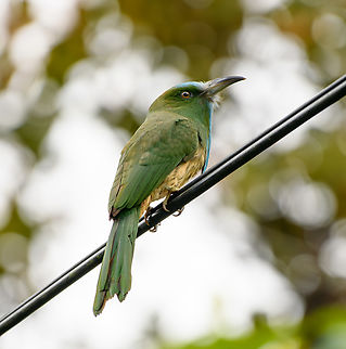 Blue-bearded Bee-Eater, Cat Tien National Park, Vietnam  Asia,Blue-bearded Bee-Eater,Cat Tien National Park,Dong Nai,Geotagged,Nyctyornis athertoni,Spring,Vietnam,Vietnam 2025,Đồng Nai