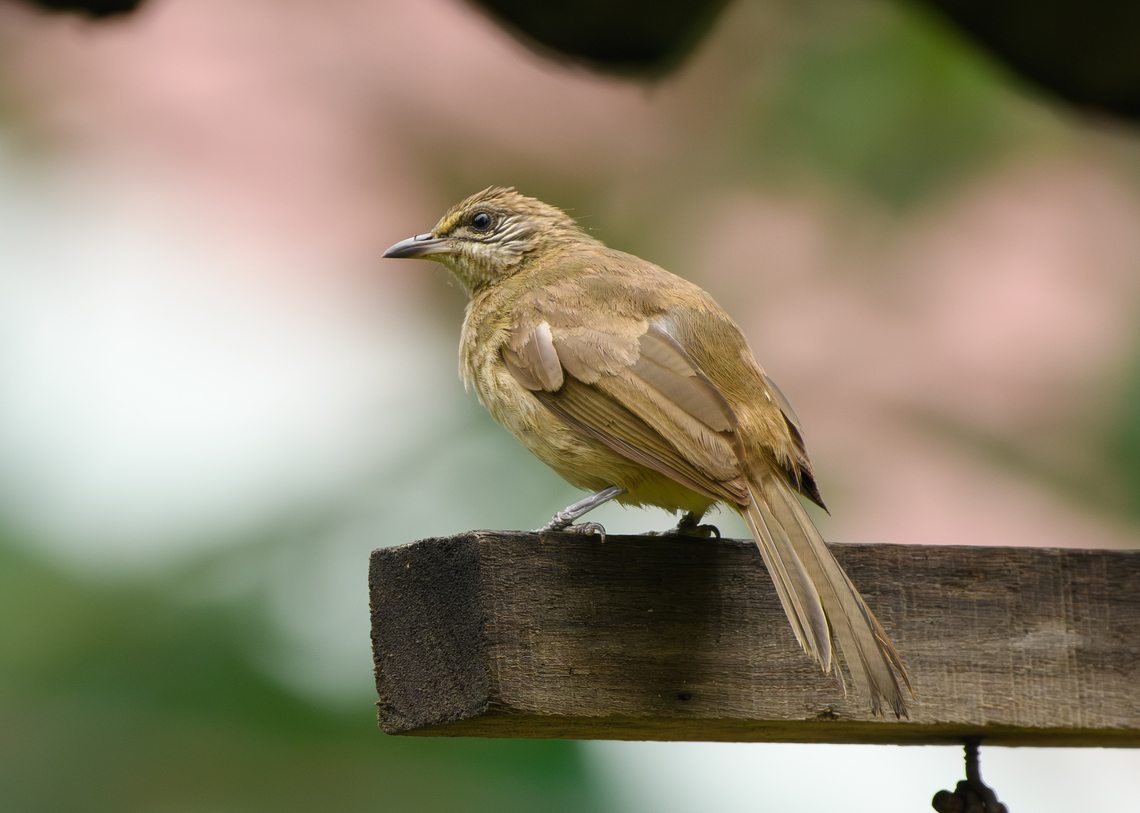 Streak-eared Bulbul, Cat Tien National Park, Vietnam  Asia,Cat Tien National Park,Dong Nai,Geotagged,Pycnonotus conradi,Spring,Streak-eared Bulbul,Vietnam,Vietnam 2025,Đồng Nai