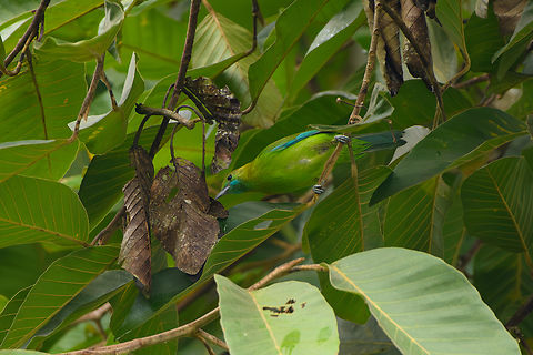 Blue-winged Leafbird, Cat Tien National Park, Vietnam  Asia,Blue-winged Leafbird,Blue-winged leafbird,Cat Tien National Park,Chloropsis cochinchinensis,Chloropsis moluccensis,Dong Nai,Geotagged,Spring,Vietnam,Vietnam 2025,Đồng Nai