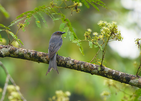 Ashy Drongo, Cat Tien National Park, Vietnam  Ashy Drongo,Asia,Cat Tien National Park,Dicrurus leucophaeus,Dong Nai,Geotagged,Spring,Vietnam,Vietnam 2025,Đồng Nai