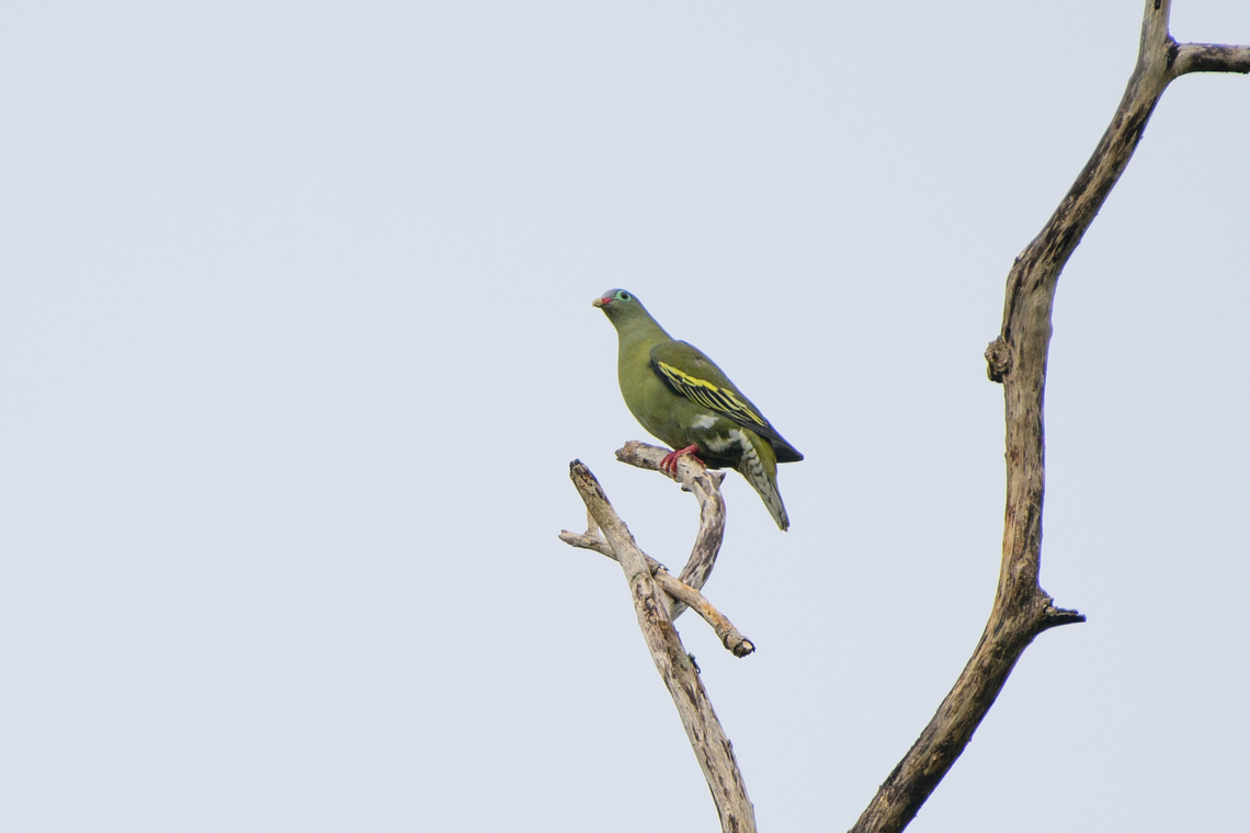 Thick-billed Green-Pigeon, Cat Tien National Park, Vietnam  Asia,Cat Tien National Park,Dong Nai,Geotagged,Spring,Thick-billed Green-Pigeon,Treron curvirostra,Vietnam,Vietnam 2025,Đồng Nai