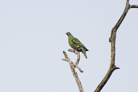 Thick-billed Green-Pigeon, Cat Tien National Park, Vietnam  Asia,Cat Tien National Park,Dong Nai,Geotagged,Spring,Thick-billed Green-Pigeon,Treron curvirostra,Vietnam,Vietnam 2025,Đồng Nai