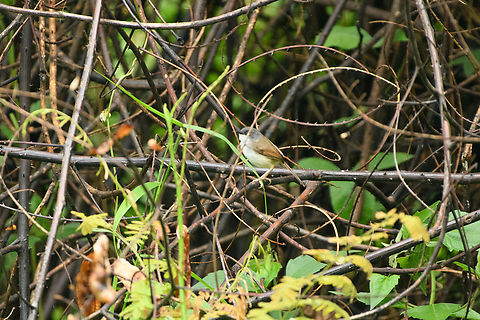 Gray-breasted Prinia, Cat Tien National Park, Vietnam Terrible photo but posting it for the sake of species completeness. Asia,Cat Tien National Park,Dong Nai,Geotagged,Grey-breasted prinia,Prinia hodgsonii,Spring,Vietnam,Vietnam 2025,Đồng Nai