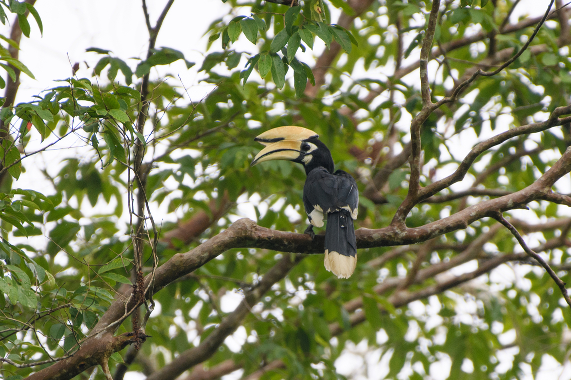 Oriental Pied Hornbill, Cat Tien National Park, Vietnam  Anthracoceros albirostris,Asia,Cat Tien National Park,Dong Nai,Geotagged,Oriental Pied Hornbill,Spring,Vietnam,Vietnam 2025,Đồng Nai