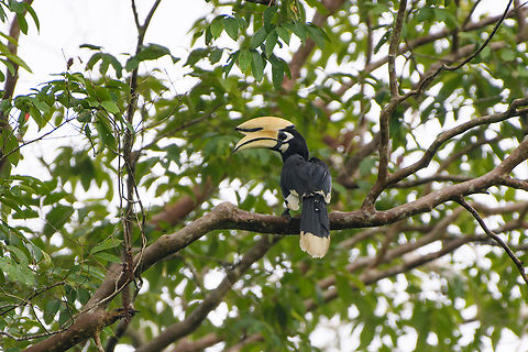 Oriental Pied Hornbill, Cat Tien National Park, Vietnam  Anthracoceros albirostris,Asia,Cat Tien National Park,Dong Nai,Geotagged,Oriental Pied Hornbill,Spring,Vietnam,Vietnam 2025,Đồng Nai