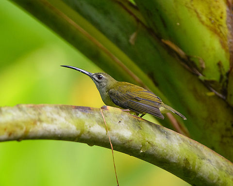 Little Spiderhunter, Cat Tien National Park, Vietnam  Arachnothera longirostra,Asia,Cat Tien National Park,Dong Nai,Geotagged,Little spiderhunter,Spring,Vietnam,Vietnam 2025,Đồng Nai