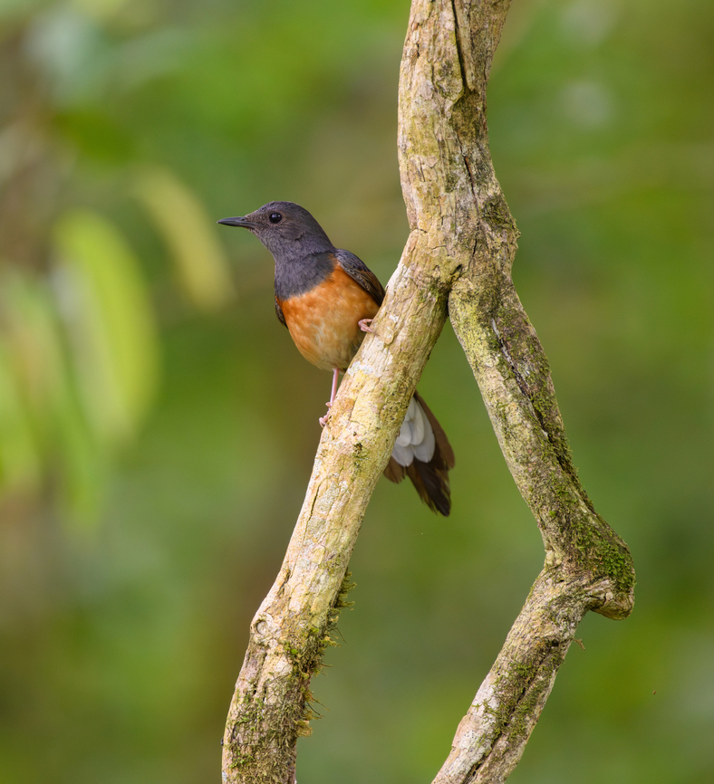 White-rumped Shama, Cat Tien National Park, Vietnam  Asia,Cat Tien National Park,Copsychus malabaricus,Dong Nai,Geotagged,Spring,Vietnam,Vietnam 2025,White-rumped Shama,Đồng Nai